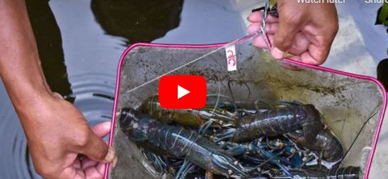 CARA BUDIDAYA LOBSTER AIR TAWAR DIRUMAH UNTUK PEMULA
